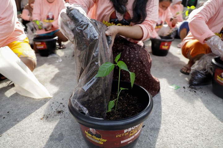 400 Pohon Cabai dalam Pot Disebar ke Warga Pademangan