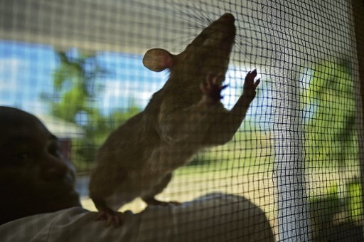 Tips Rumah Bebas dari Tikus