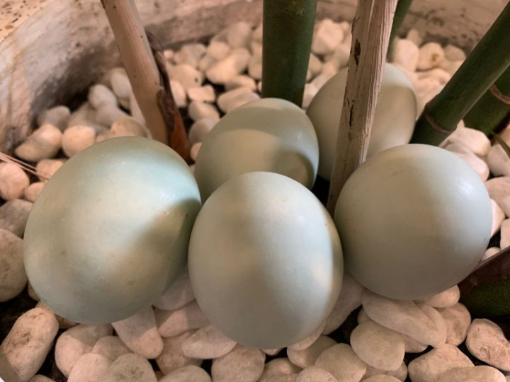 Mahasiswa Unair Ciptakan Telur Bebek Rendah Kolesterol dan Tidak Bau Amis