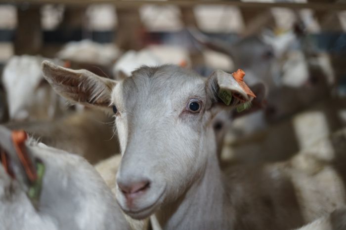 Tekan Inflasi via Asuransi Pertanian, Kementan: Kalau Bisa Kambing dan Domba Diasuransikan!