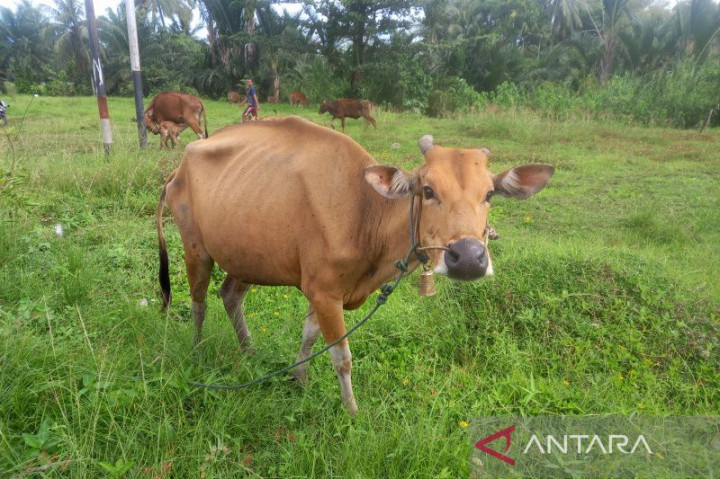 Kasus Sembuh PMK di Provinsi Bengkulu Mencapai 11.142 Hewan
