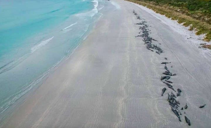 Sedih! 477 Paus Pilot Mati di Dua Pantai Selandia Baru