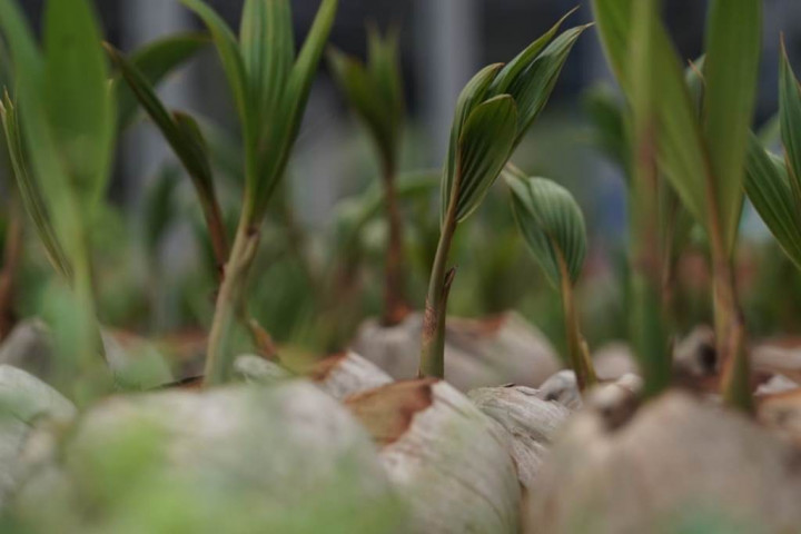 Strategi Ketahanan Pangan, Kementan Bangun <i>Nursery</i> Modern Kelapa