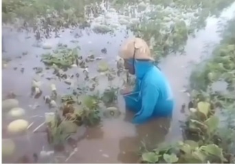 <i>Nyesek</i>, Petani Menangis 10 Hektare Tanaman Melonnya Terendam Banjir
