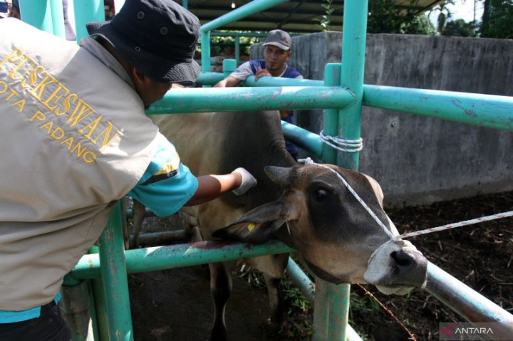 Pemkot Padang Temukan 2 Kasus Baru PMK Menjangkit Sapi