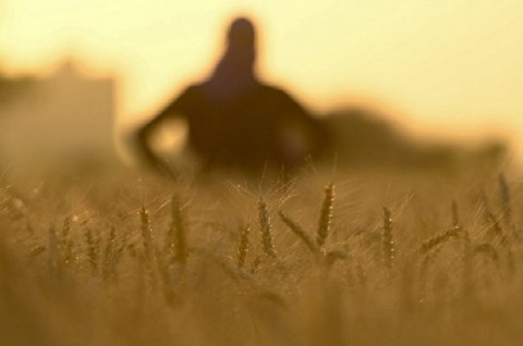 Diganti Sorgum, Indonesia Bisa Bebas Impor Gandum