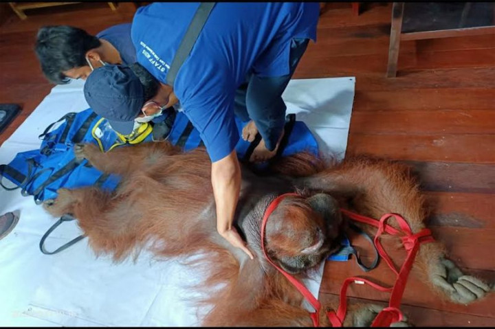 BKSDA Pangkalan Bun Selamatkan Orang Utan dengan 3 Peluru Bersarang di Tubuhnya