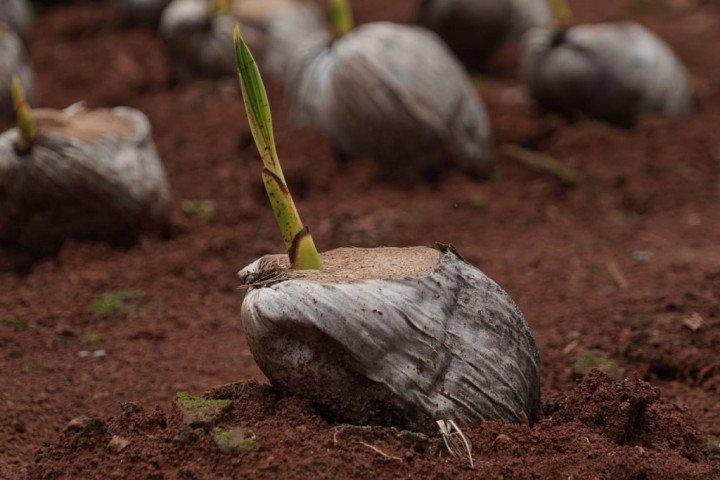 Kementan: Kelapa Genjah Jadi Program Ketahanan Pangan