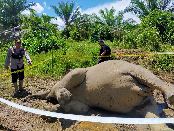 Kasihan, Gajah Betina di Aceh Mati karena Makan Racun