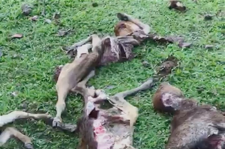 Serangan Anjing hutan, Belasan Ternak di Aceh Besar Mati Mengenaskan