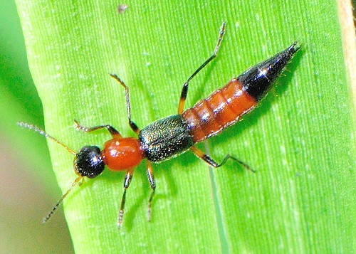 Cara mengusir tomcat (Foto: brisbaneinsects.com)