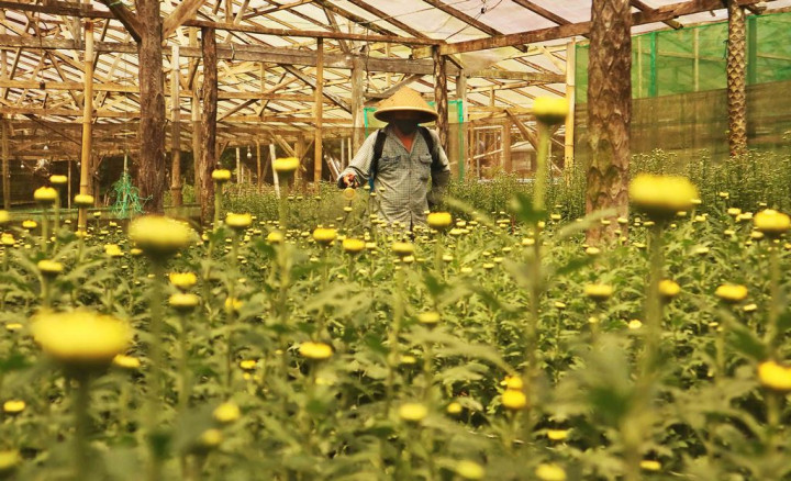 Kementan Pacu Ekspor Krisan via Kampung Flori