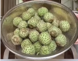Buah Kecubung lebih mirip dengan Buah Rambutan. (Foto:@sibungbung)
