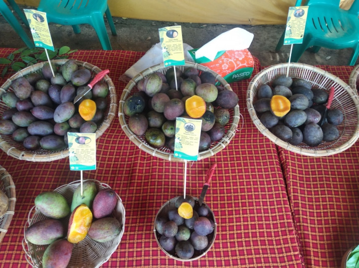 Dosen IPB Teliti Mangga Kasturi, Endemik Kalimantan Selatan yang Hampir Punah