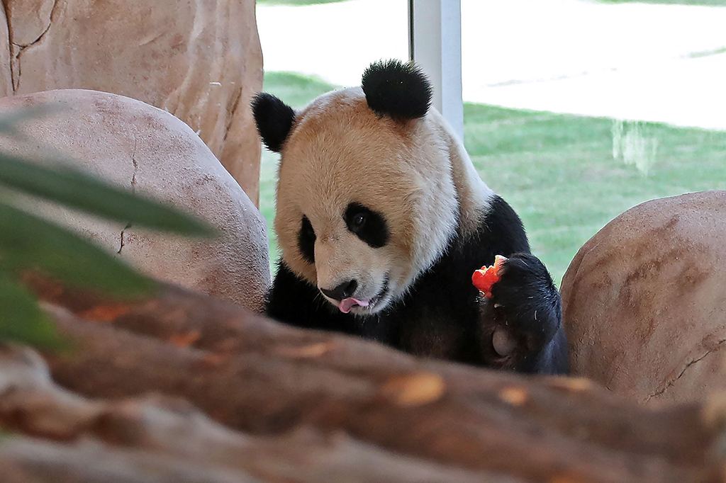 Imut Banget! Sepasang Panda Raksasa Tiongkok Tiba di Qatar Jelang Piala Dunia 2022