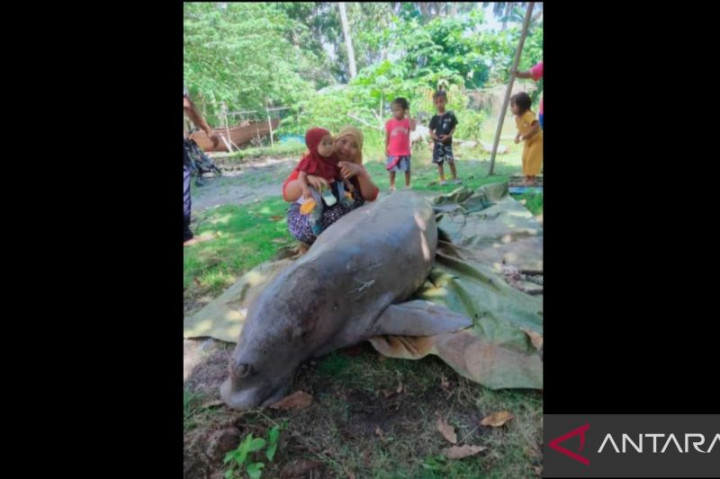 Dugong Mati Tersangkut Jaring di Natuna Jadi Tontonan Warga