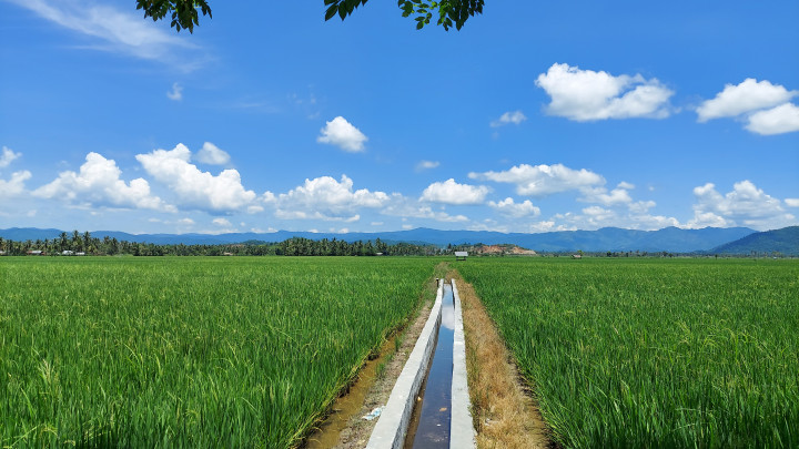 Dibantu RJIT Kementan, Produktivitas Pertanian Poktan di Kolaka Timur Meningkat