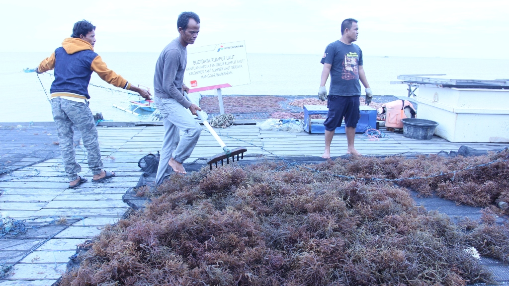 Rumput Laut Masuk Peta Peluang Investasi 2022