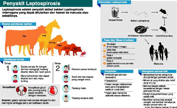 Leptospirosis Menyerang Warga Semarang 6 Meninggal