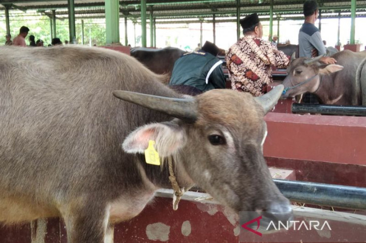 Antisipasi PMK, Warga Diimbau Beli Ternak yang Terpasang <i>Eartag</i>