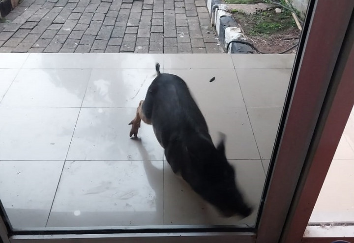 Geger, Seekor Babi Masuk Kantor DLH DKI Jakarta