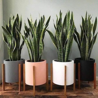 Manfaat dan Bahaya Tanaman Hias Lidah Mertua atau <i>Sansevieria</i>