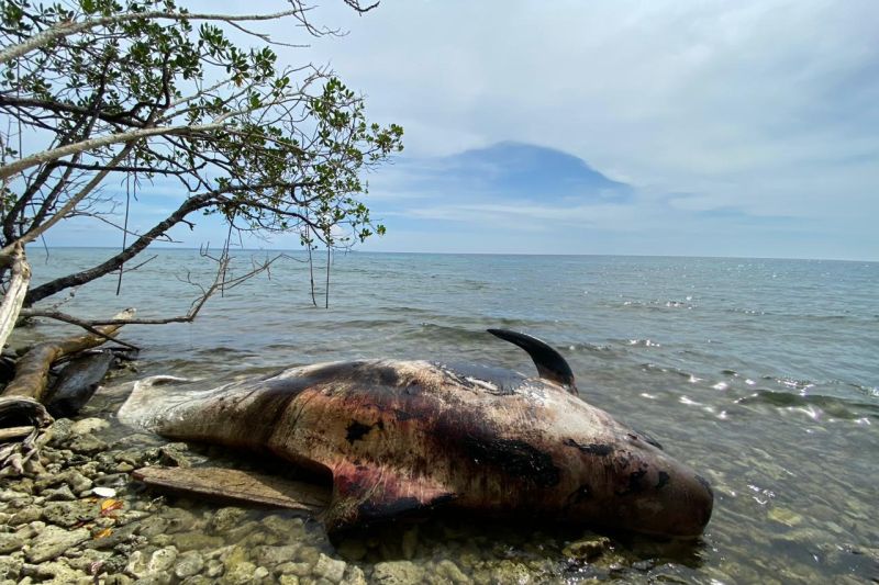 Bangkai Paus Ditemukan Terdampar di Perairan Raja Ampat Papua