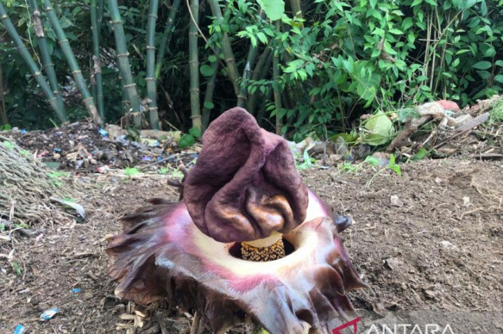 Petugas Kebersihan Universitas Bali Internasional Temukan Bunga Bangkai Langka di Halaman Kampus