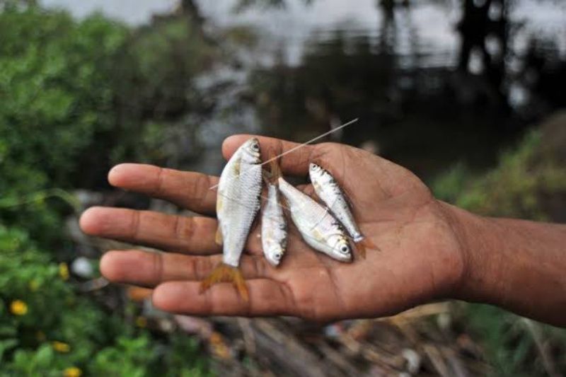 Pemkab Bantul Susun Sanksi Penangkapan Ikan dengan Bom dan Setrum