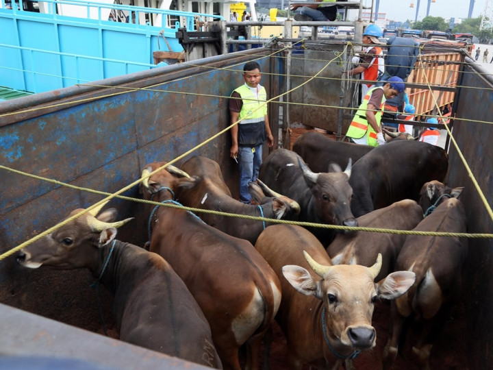 Indonesia Dapat Tambahan Tiga Juta Dosis Vaksin Penyakit Mulu dan Kuku dari Australia
