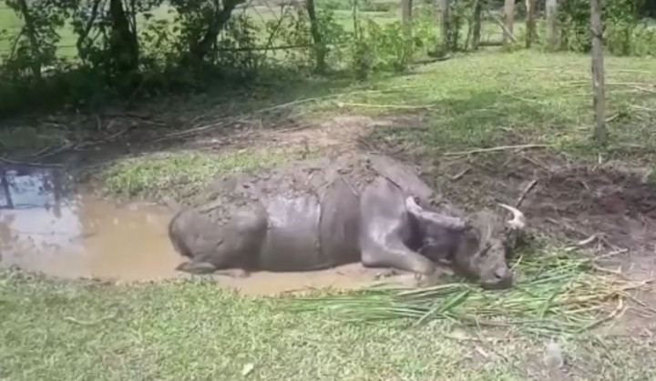 Waduh! Puluhan Kerbau di Rokan Hulu Mati Misterius