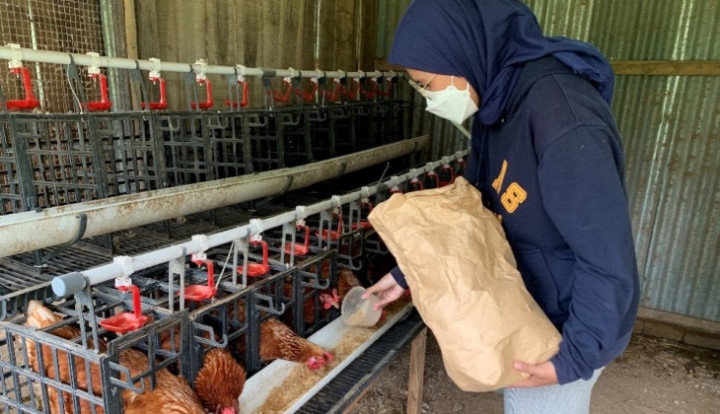 Teliti Pakan Ayam Alternatif, Mahasiswi UGM Ini Sabet Predikat Peneliti Terbaik IRN