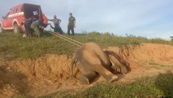 Anak Gajah Mati di Taman Nasional Way Kambas Diduga karena Sakit