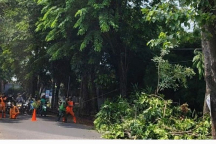 Hujan Deras DKI, Pohon Tumbang di 20 Titik