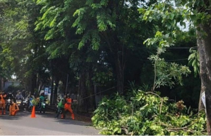 Pohon tumbang di Jakarta/Branda Antara
