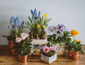7 Jenis Tanaman Bunga, si Pemilik Wangi Menakjubkan