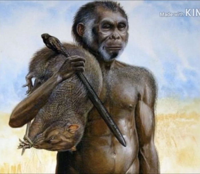 Sejarah Homo Wajakensis Ditemukan dan Ciri-cirinya
