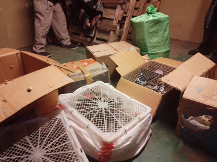 Penyelundupan Puluhan Satwa Dilindungi di Makassar Digagalkan