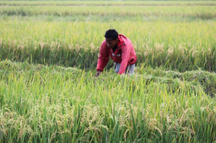 Pemprov Lampung Pastikan Cadangan Beras Daerah Telah Mencukupi
