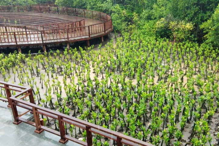 Ini Tahura Ngurah Rai, Lokasi Para Pemimpin Dunia Tanam Mangrove