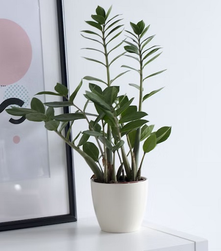 7 Jenis Tanaman 'Uang' Dalam Feng Shui untuk Mempercantik Ruanganmu