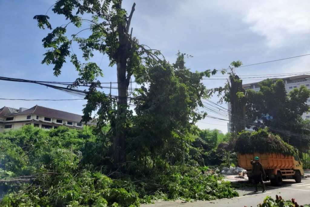 ?Dinas Pertamanan Jakpus pangkas ribuan pohon. Foto: Branda Antara