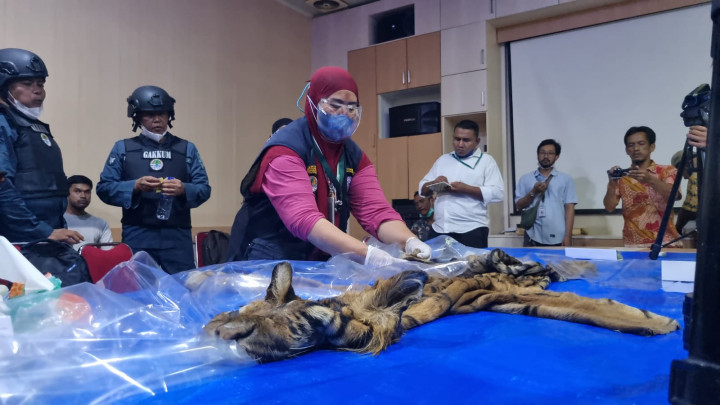 Tersangka Kasus Penjualan Kulit Harimau di Aceh Diancam 5 Tahun Penjara