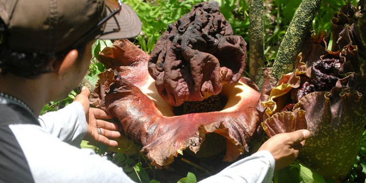 Warga Mojokerto Geger Penemuan Bunga Bangkai Dililit Ular