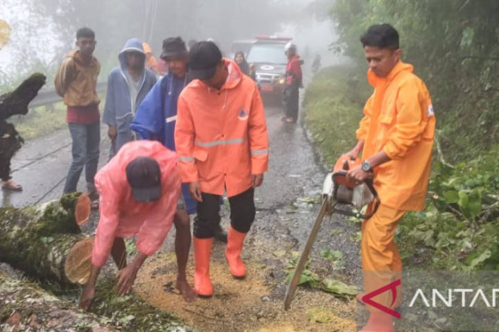 Pohon Tumbang di Kelok 44 Lumpuhkan Lalin Bukittinggi-Maninjau