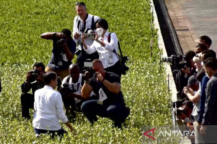 Bakau Jadi Penyelamat Perubahan Iklim