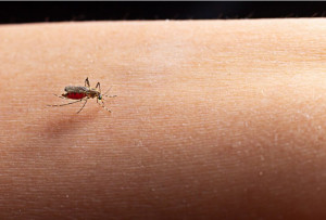 6 Tips Ini Bikin Nyamuk Demam Berdarah tak Betah