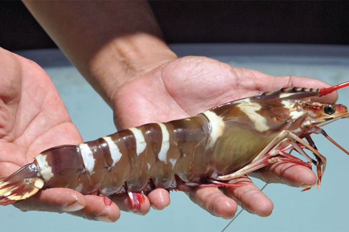 Dosen Unair Ungkap Pakan Alami Potensial untuk Benih Lobster Mutiara