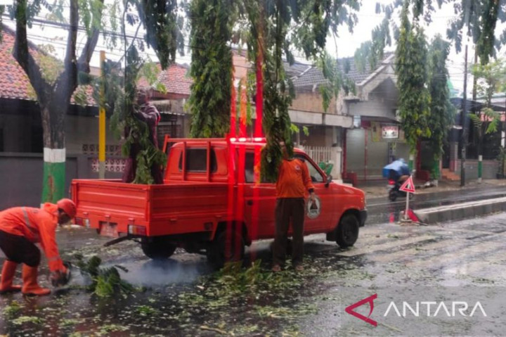 Pohon Tumbang Putus Jaringan Listrik di Pamekasan