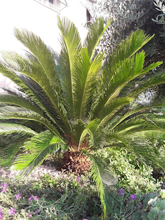 Mengenal Gymnospermae, Tumbuhan Berbiji Terbuka dan Contohnya